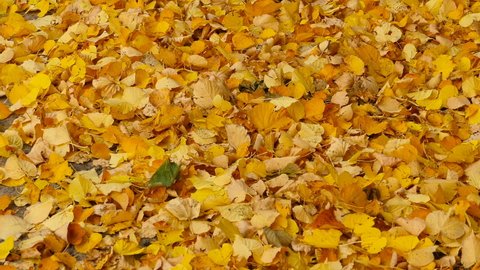 falling yellow leaves autumn background,time lapse