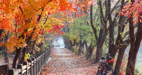 Paths Roads Paths Trees Autumn Leaves Bicycle. empty autumn forest road with the leaves slowly falling from the trees at sunny autumn day
M