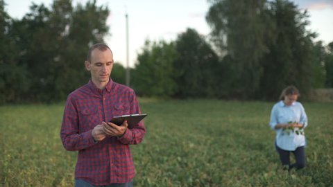 Two farmers explore soybean plants in a crop field