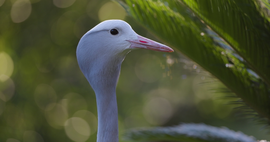 Beautiful magnificent Blue Crane close-up portrait view,looking at camera , endangered species, South Africa