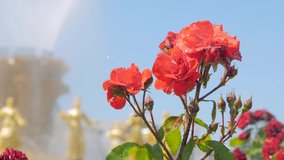Slow motion - water drops falling down: process of watering beautiful blooming flowers - red roses against blue sky at park, garden - close up view. Gardening, blooming, nature and decoration concept - Powered by Shutterstock - Get 15% off with code: PIKWIZARD15