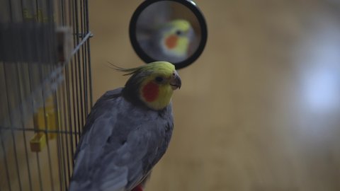 
Parrot cockatiel looking in the mirror