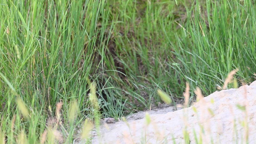 Long tailed weasel in the Canadian wilderness