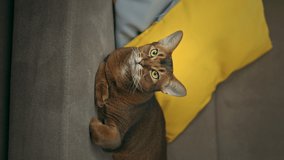 Vertical video of abyssinian cat relaxing on sofa with yellow pillows.