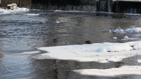 A pair of mallard ducks swimming in a river near a small waterfall in the winter. Ducks raise their backsides as they find food on the bottom of the river.