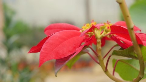 Close-up of a large red flower.
