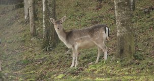 Young deer looking to the camera. Deer In Forest Wildlife Animal 4k. cute animals video