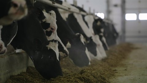 Heads Of Dairy Cows Feeding On Hay In Stable At A Dairy Farm - slow motion