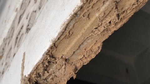 Window frame with termites, Details of houses destroyed by termites