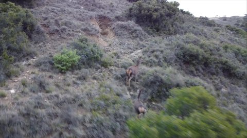 Deers running across the hills in Spain during winter, filmed with drone