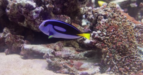 Blue tang or Regal tang. Paracanthurus hepatus is a species of Indo-Pacific surgeonfish. A popular fish in marine aquaria, it is the only member of the genus Paracanthurus.