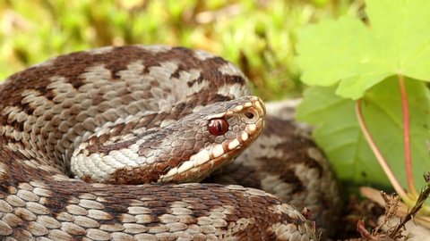 European adders (Vipera berus) laying on the ground and hard breathing to scare disturber
