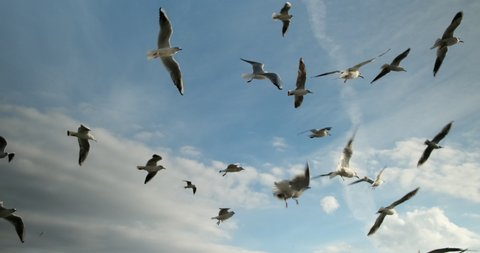 Formation of flying birds in the blue sky.Seagulls soaring in open sky.Beautiful seagulls soaring in the blue sky