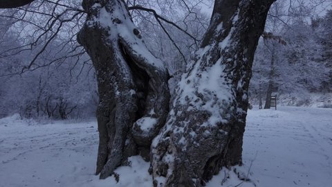 Snow Falling over a Venerable Oak Tree in an Old Forest