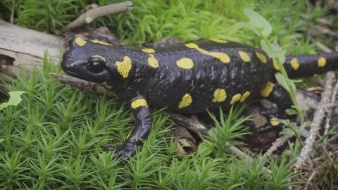 The fire salamander (Salamandra salamandra). Black with yellow spots animal. Ukraine. Carpathians. Stock footage