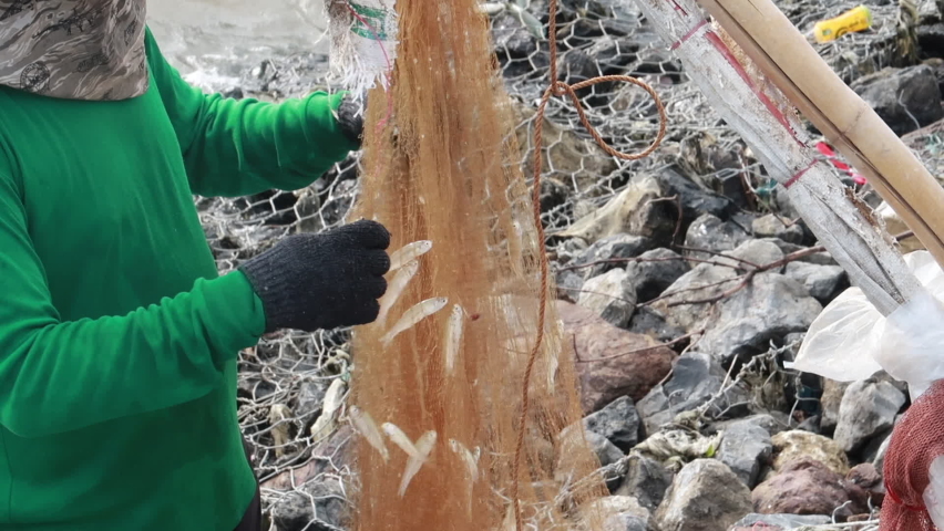 A Fisherman removes Tiny Fishes Caught in a Net.