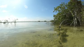 Laguna de Bacalar's mangrove - Mexico 4K