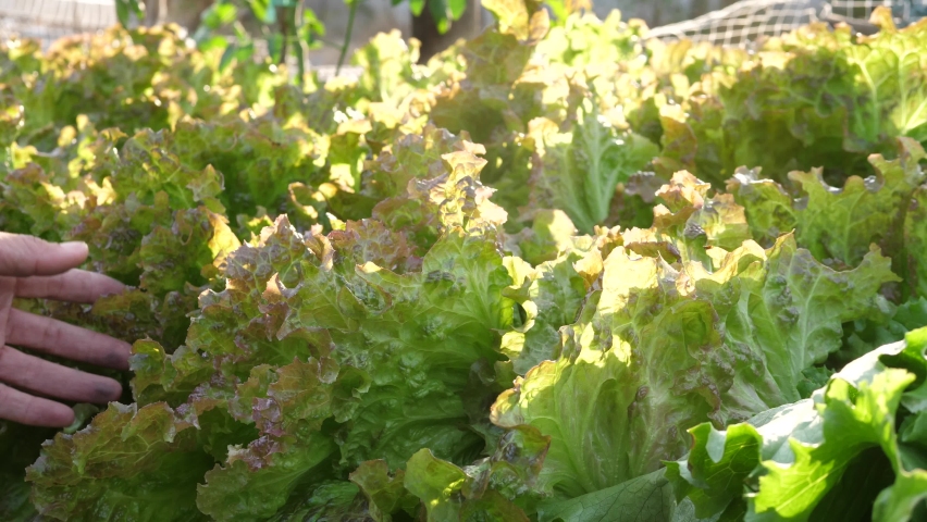 Agriculture's hands are harvesting salad vegetables,Organic Salad,Green Oak Lettuce,Cos Lettuce or Romaine Lettuce Royalty-Free Stock Footage #1066468252