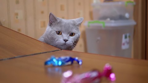 Gray Active British Domestic Cat Steals Candys From Table it His Paw. Thoroughbred cat with brown eyes quickly jumps out from under table and drags candy its claws. Pet instincts. 180fps. Slow-motion.