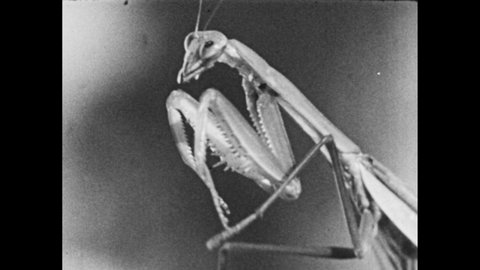 1950s: Mantis, cricket and katydid insects. Grasshopper on leaf. Parts of grasshopper labelled: head, thorax, abdomen, and 3 pairs of legs. Close-up of head, eye and antenna.