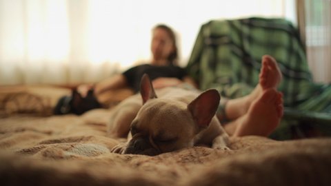 female resting with couple of lovely french bulldog pets on bed at home