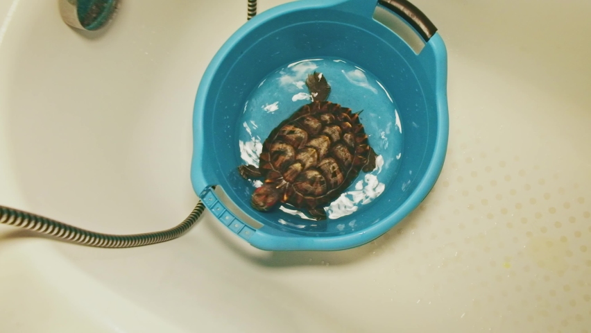 Domestic pet care: small turtle rests comfortably in round blue bucket filled with clear water, showcasing intricate shell patterns and vibrant coloration. Glossy brown and orange reptilian surface displays vivid markings, suggesting species like box turtle or painted variety. Limbs and head remain partially submerged, hinting at natural habitat preferences within domestic environment. Reflective lighting from surrounding porcelain bathtub accentuates smooth, wet textures on shell and liquid surface. Sturdy handled pail positioned inside bathing area implies moment of hygiene routine or nurturing attention. Soft natural daylight filters through space, creating serene atmosphere that reflects companionship and responsibility toward creature. Horizontal composition centers ornamental focal point, inviting emotional engagement for educational materials about habitat or aquarist marketing concepts.