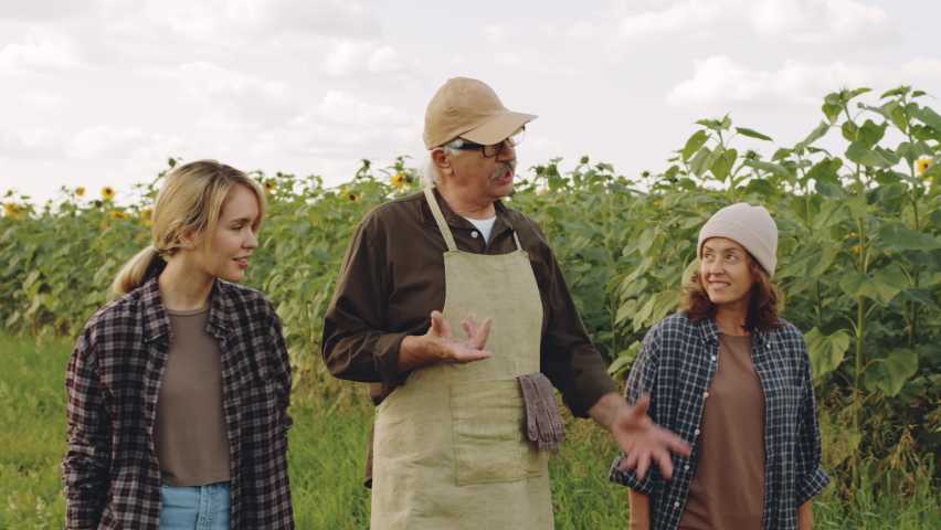Waist-up footage of senior male farmer talking to two young women walking together along sunflower field
