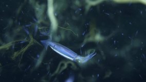A squid in the night in the open sea. 4k underwater slow motion video. Black water diving at Tulamben area, Bali, Indonesia.