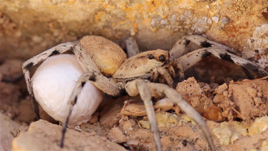 Wolf Spider with Egg Sack Under Rock
, Close up shot , Judean Desert, Israel
