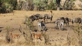 Blue wildebeest, impala antelopes and plains zebras at a watering piont, Kruger National Park, South Africa
