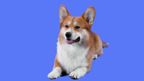 A friendly Pembroke Welsh Corgi lies with his tongue hanging out in the studio on a blue background. The pet wiggles its ears in a funny way. Slow motion. Close up.