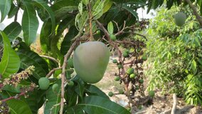 Big Mango fruit on Mango tree.