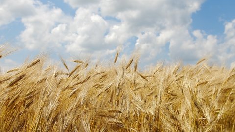 Ears of wheat on the field during sunny day, Wheat agriculture harvesting agribusiness concept, walk in large wheat field, large harvest of wheat in summer on the field landscape, lifestyle.