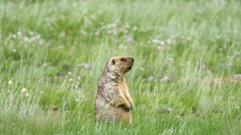 Real marmot in a meadow covered with green fresh grass.Sciuridae rodent animal wild wildlife nature genus marmota chipmunk prairie dog groundhog suslik cynomys souslik dogs marmots antelope alpine 4K.