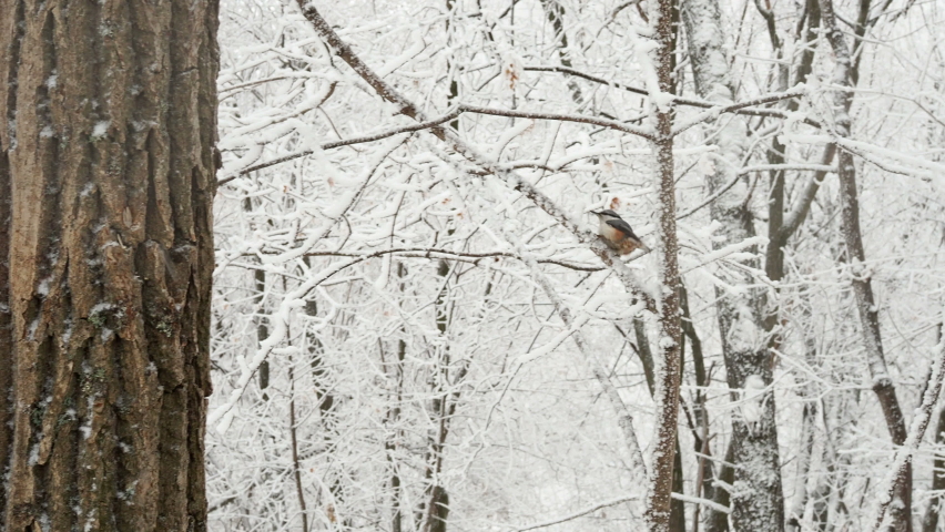 Red-breasted nuthatch (Sitta europaea) sits on a snowy stump and eats sunflower seeds.