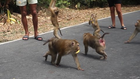 Cheeky monkey. Macaques attack a tourist and take a bag of bananas away, aggressive behavior. More and more problems with synanthropic animals appear. Thailand