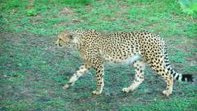 Mature cheetah walks at a relaxed pace at this nature preserve in Mauritius.