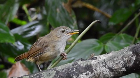 Burung Liar Di Malaysia Stock Video Footage 4k And Hd Video Clips Shutterstock