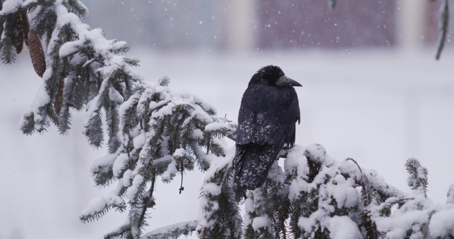 Crow bird sitting on a Christmas tree branch in winter weather