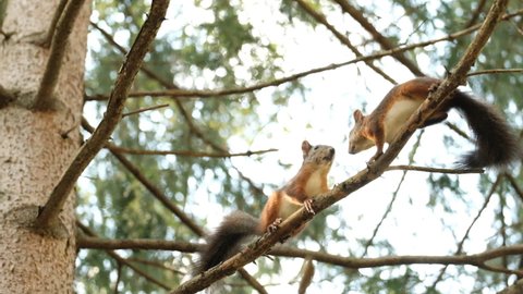 Mating season in squirrels. Two red rodents jump on the branches of a fir tree.