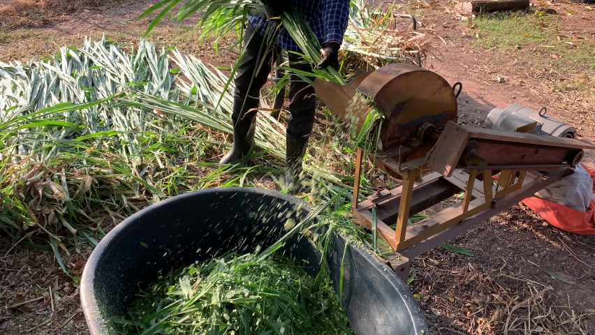 A man using Grass cutter for cattle feed,Electric grass cutter Moter  machine.