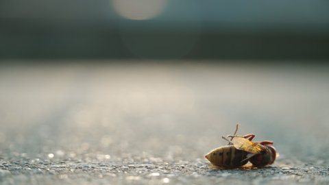 a dead hornet gasping on concrete