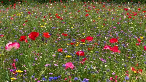 Many honeybees flying on colorful meadow with Red poppy flower. Huge meadow with colorful flowers. Multicolored flowering summer lawn. Environmental German project for saving bee and insect. 