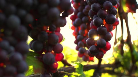 The sun's rays filter through a branch of ripe red grapes.Stock footage for wine commercial.
Grapes vineyard sunset.Valtellina,Italy
Wine grapes harvest in Italy.Organic bio food
Wine handmade concept