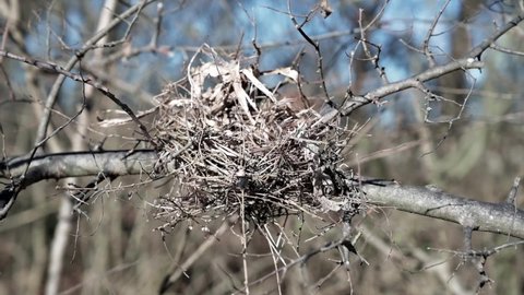 An empty bird nest on a tree branch.