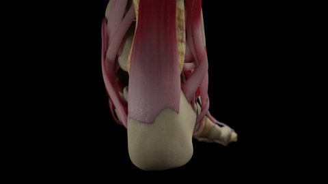 3D Human Foot Anatomy System