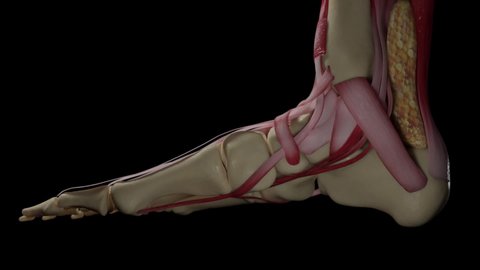 3D Human Foot Anatomy System