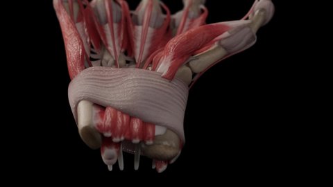 3D Human Hand Anatomy System