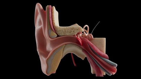 3d Human Ear Anatomy System Stock Footage Video (100% Royalty-free ...