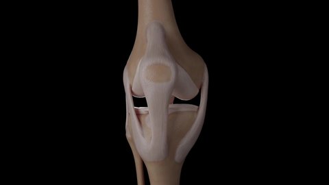 3D Human Knee Anatomy Animation